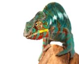 Bermanja Panther Chameleon