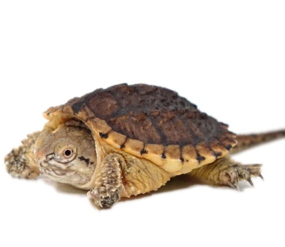 Baby Hypo Snapping Turtle