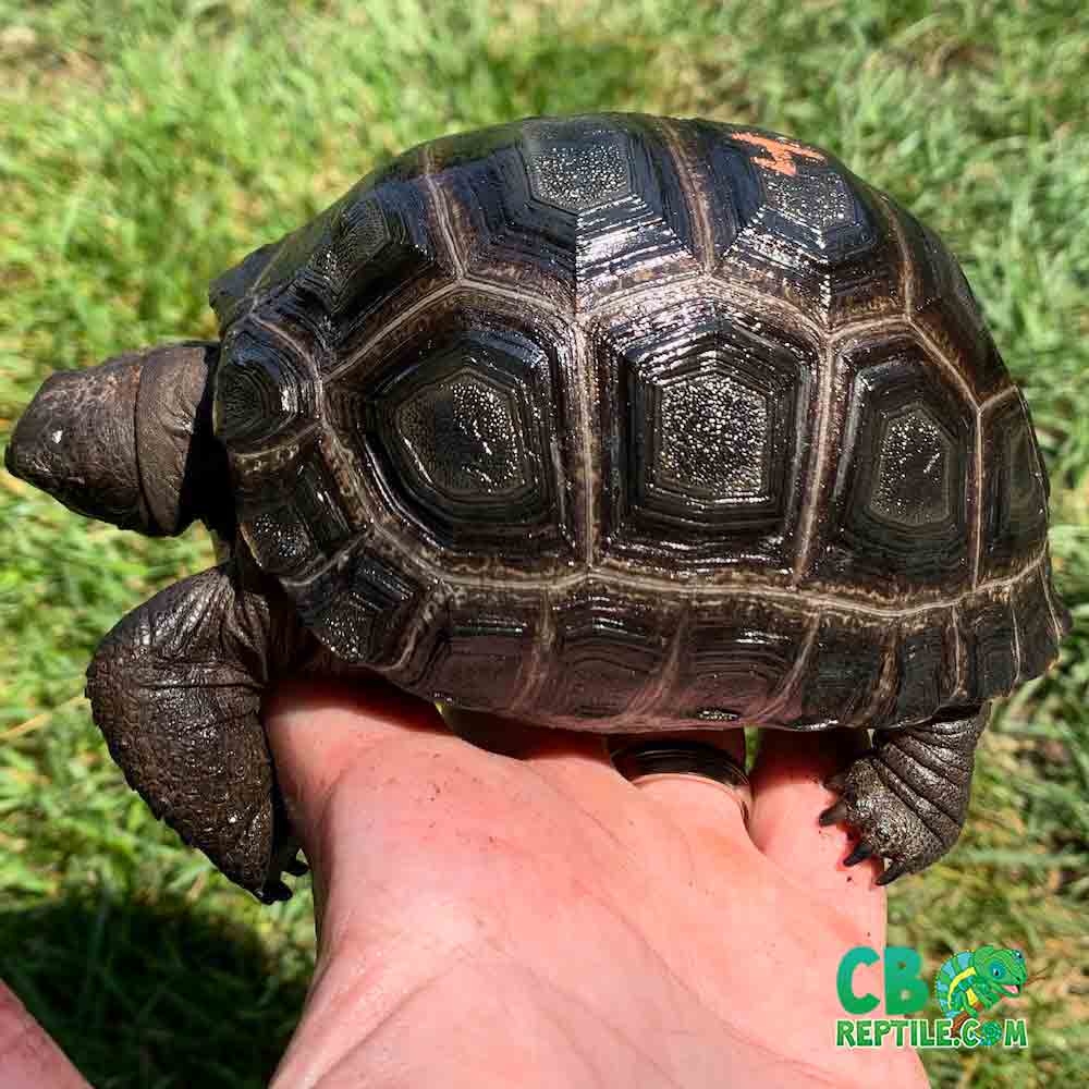 Aldabra Tortoise for sale
