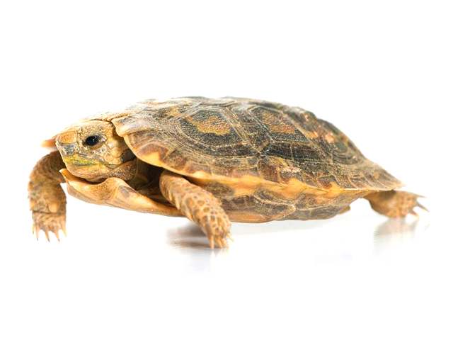 Adult Pancake Tortoise