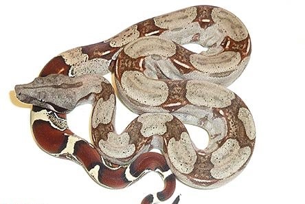 Suriname Redtail Boa #1