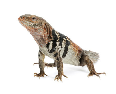 Baby Yucatan Spiny Tail Iguana