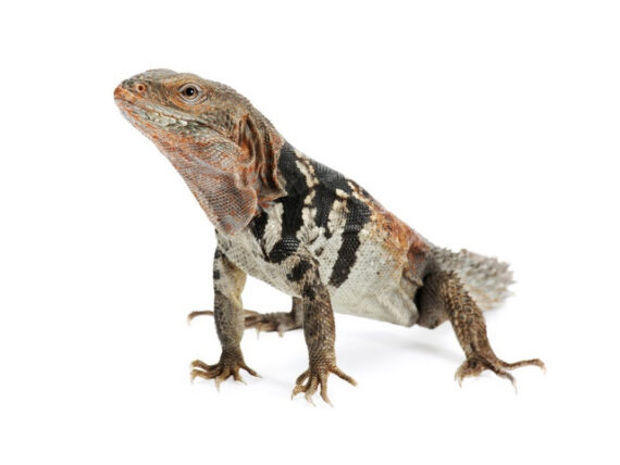Baby Yucatan Spiny Tail Iguana