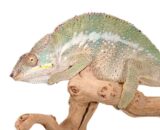 Angalovana Panther Chameleon