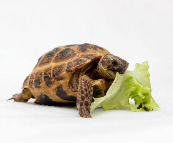 Russian Tortoise for sale