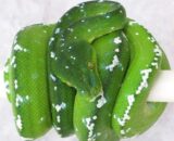 Aru Green Tree Python #2