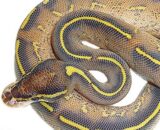 Pastel Highway Ball Python