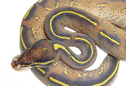 Pastel Highway Ball Python