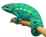 Nosy Be Panther Chameleon