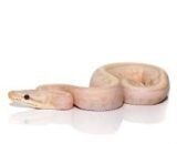 Baby Banana Fire Leopard Lemonblast  Python