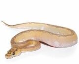 Baby Pastel Lesser Blade Clown