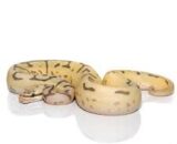 Bumblebee Disco Hypo Leopard Ball Python
