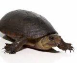 Florida Mud Turtle