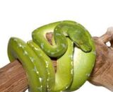 Sorong Green Tree Python #3
