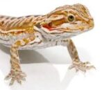 Cinnamon Leatherback Bearded Dragon