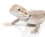 Eastern Bearded Dragon Hybrid