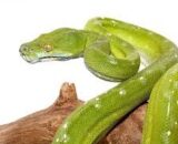 Aru Green Tree Python #1