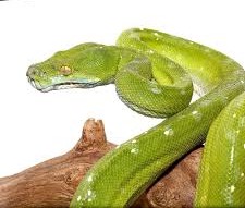Aru Green Tree Python #1