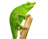 Petters Chameleon
