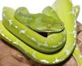 Sorong Green Tree Python