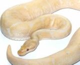 2018 Lavender Albino Spider Ball Python
