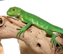colorado reptiles