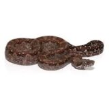 Aztec Colombian Redtail Boa