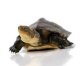 Baby Asian Yellow Pond Turtle