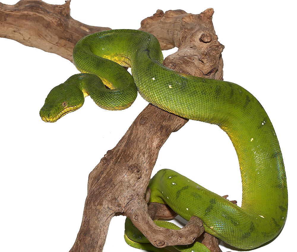 Anaconda Phase Emerald Tree Boa