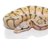 Baby Killerbee Scaleless Head Ball Python