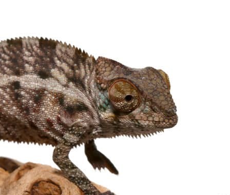 Baby Panther Chameleon