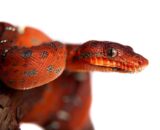 emerald tree boa for sale