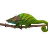reptiles shop