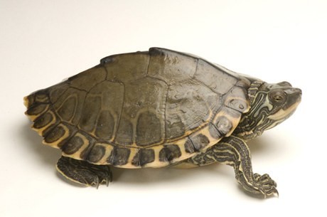 Yearling Pearl River Map Turtle