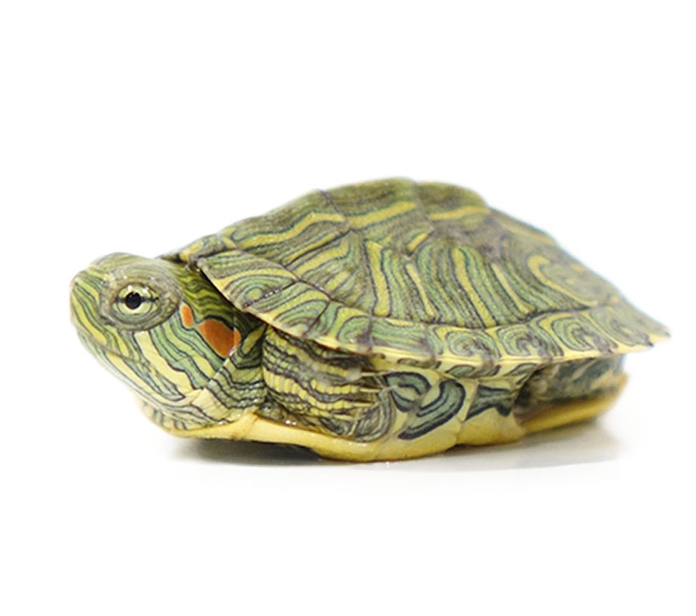 Baby Rio Grande River Cooter Turtle