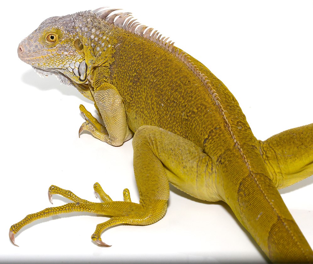 Yearling Hypo Iguana #1