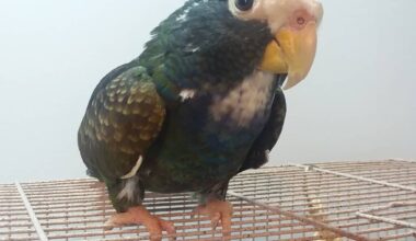 White Capped Pionus