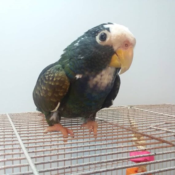 White Capped Pionus