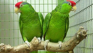 Cherry Headed Conure