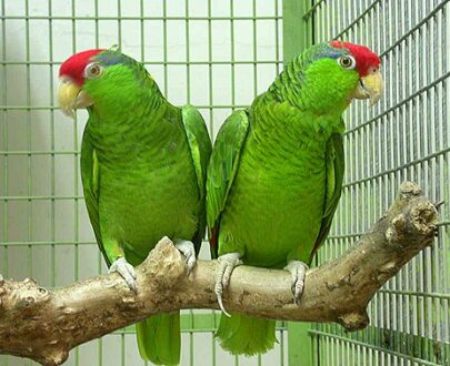 Cherry Headed Conure