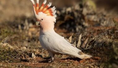 Mitchells Cockatoo