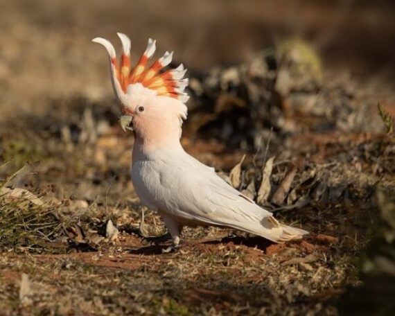 Mitchells Cockatoo