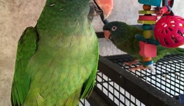 Blue Crowned Conure