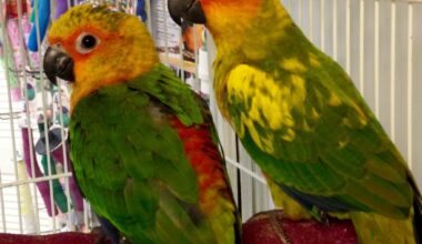 Jenday Conure for sale