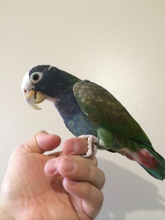 White Capped Pionus