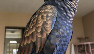 Bronze Winged Pionus