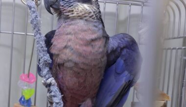 Dusky Pionus