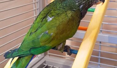 Maximilian’s Pionus