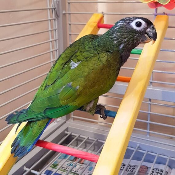 Maximilian’s Pionus