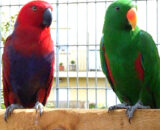 Solomon Island Eclectus